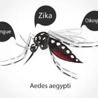 Dengue y Zika