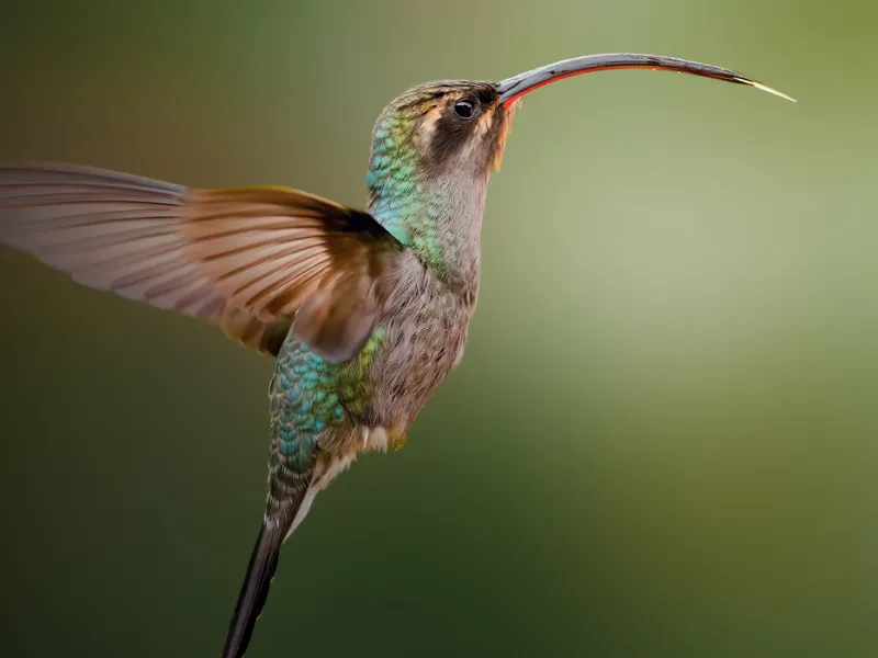 Colibrí ermitaño verde, fotografía de Kevin Ocampo Cuellar