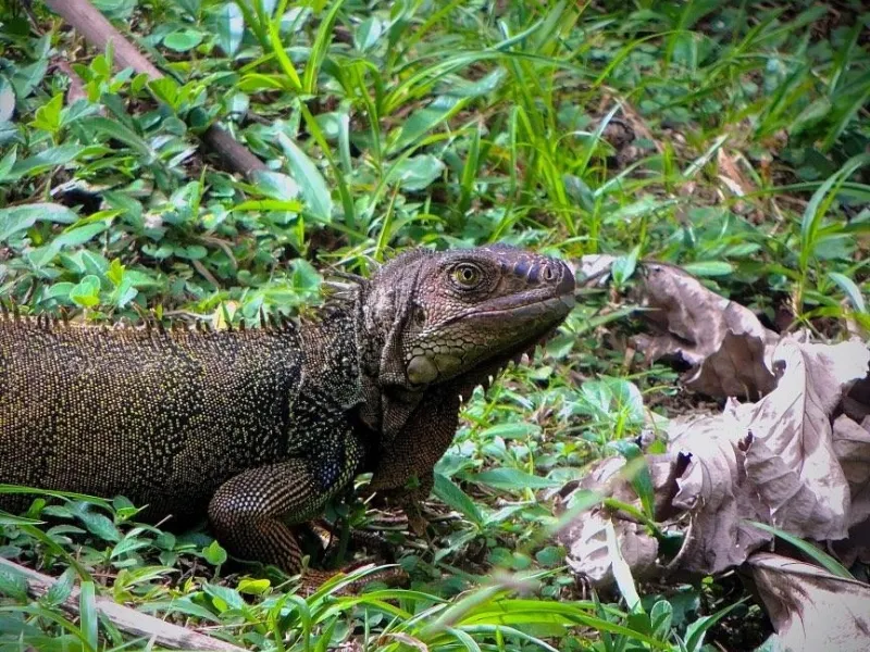 Iguana Javeriana Cali