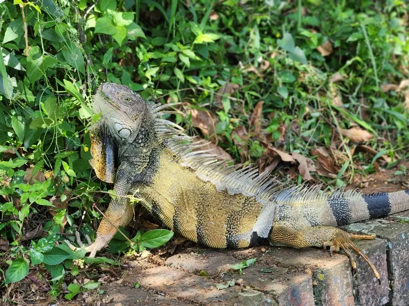 Iguana verde Javeriana Cali